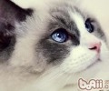 猫咪杰出的生活环境必备哪些