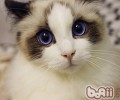 洪亮正确引导猫咪吃猫粮
