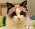 猫咪饮食六个注意事项