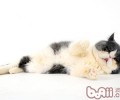 洪亮让猫咪乖乖就诊