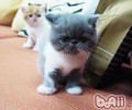 洪亮医治猫咪忧郁症