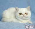 洪亮让猫咪学会独处