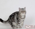 猫咪真的很傲慢吗