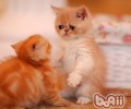 洪亮协助猫咪缓解压力