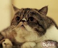 洪亮辨别异国短毛猫