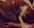 捡到漂泊猫该怎么办？（三）（领养回访篇）