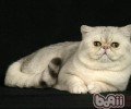 短毛猫波斯猫养殖注意事项