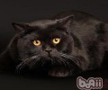 洪亮协助猫咪化毛