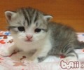 关于猫咪吃纯素猫粮和生肉的常识