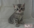 猫咪正确的洗澡办法