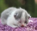 猫咪眼部怎样护理