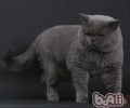 猫咪趾甲该洪亮修剪