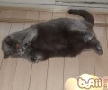 猫咪口腔护理办法有哪些