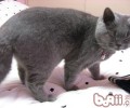 猫咪食物过敏症体现