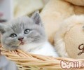 洪亮护理猫咪鼻子和耳朵