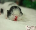 洪亮养殖重生小猫