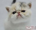 关于猫咪饮食方面问题