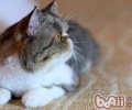 猫咪剃毛常见问题有哪些