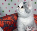 猫咪绝育七大误区问题