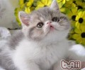 猫咪绝育常见的问题有哪些