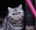 猫咪吃鱼为什么不怕鱼刺的原因