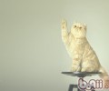 猫咪能够吃安眠药吗