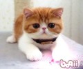 猫咪肚子为什么会宣布呜呜声