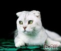 为什么公猫绝育也要做