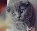 苏格兰折耳猫前史概略