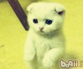 苏格兰折耳猫的价格
