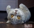 折耳猫有什么遗传病