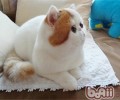猫咪登机前需要做哪些预备
