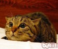猫咪登机需求哪些手续