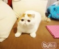 公猫绝育后应该留意什么