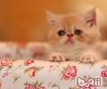 导致猫咪过敏要素有哪些