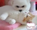 洪亮轻松干洗清洁猫爬架
