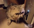 洪亮让猫咪喜爱猫抓板