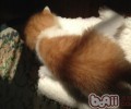 捡到漂泊猫该怎么办？（二）（阻隔喂食篇）