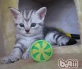 改进猫咪毛质的办法有哪些