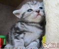 洪亮整理猫咪耳垢