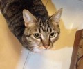 猫咪有洁癖，这事靠不靠谱？