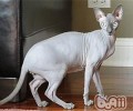 【测验】纯种猫咪常识小测验
