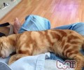 不容小视的猫咪的嫉妒心