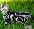 美国短毛猫吃什么好
