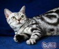 美国短毛猫会掉毛吗
