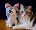 小猫用什么东西洗澡比较好