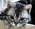 猫咪发情乱尿尿该怎么办
