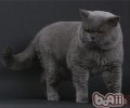 猫咪为什么特别喜爱睡觉？