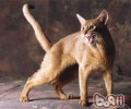 猫咪当代时的体现有哪些