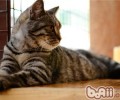 宠物猫走丢了该洪亮找回